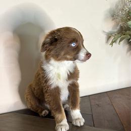 Chunk - Red tri male Miniature Australian Shepherd puppy in Kellerton, Iowa from Ebersole Ranch