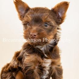 Chocolate Sable - Liver male Yorkshire Terrier puppy in Waco, Texas from Betterthan Chocolate Yorkies
