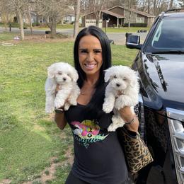 Maltese and Poodle Puppies from Poodle Perfection