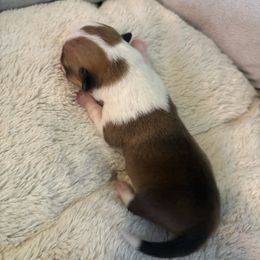 Boy 3 - Red male Pembroke Welsh Corgi puppy in Mountain View, Hawaii from Celtic Corgis