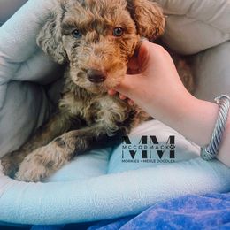 Double Doodle and Morkie Puppies from McCormack Morkies + Merle Doodles