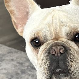 Julz - French Bulldog