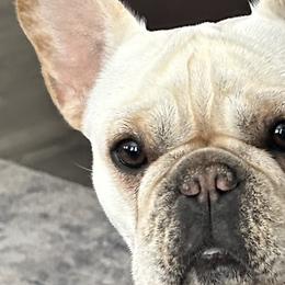 Julz - French Bulldog