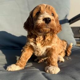 Boy 7 - male Golden Mountain Doodle puppy in Jurupa Valley, California from gucci_bentleys_goldendoodles