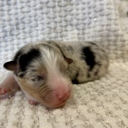 Sweet Baby Ray - Blue merle male Australian Shepherd puppy in Ashland, Ohio from SS Australian Shepherds