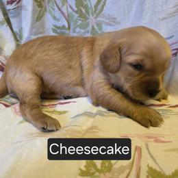 Cheesecake - Cream female Cavapoo puppy in Lewisburg, Pennsylvania from Jessie's Puppies