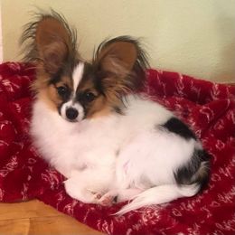Papillon Puppies from Belladonna Papillons