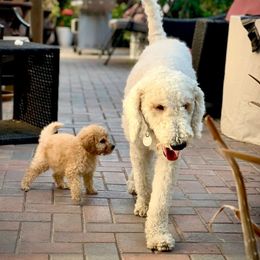 Bernedoodle Puppies from Family Jewels Kennel
