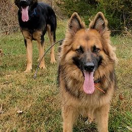 German Shepherds from Lingo Dog Training
