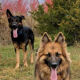 German Shepherds from Lingo Dog Training