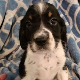Purple collar - Black white and tan female English Springer Spaniel puppy in Anderson, South Carolina from Hembree Creek Springers