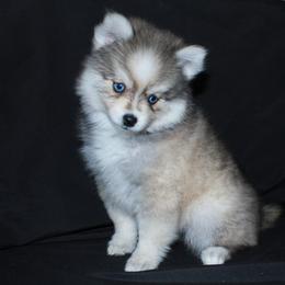 Lumi - Gray and white female Pomsky puppy in Chino Valley, Arizona from Rose Peek Pomskies