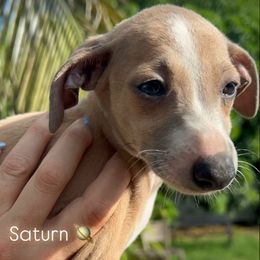 Boy 3 - male Italian Greyhound puppy in Southwest Florida, Florida from Woofford Italian Greyhounds