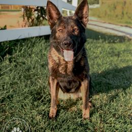 Reya - German Shepherd