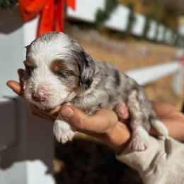 Dolly - Blue merle female Bernedoodle puppy in Thatcher, New Mexico from Brush Fire Doodles