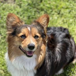 River - Pembroke Welsh Corgi