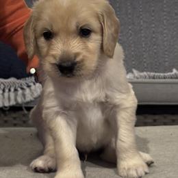 Goldendoodle Puppies from H&H Goldendoodles of Braselton