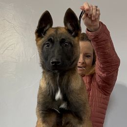 Belgian Malinois Puppies from Abby's Belgian Malinois