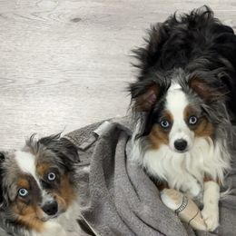 Aussiedoodle, Australian Shepherd, and Toy Australian Shepherd Puppies from Tumblin T Aussies and Aussiedoodles
