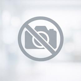 Kingston - Tan and white male Yorkshire Terrier puppy in Cleveland, Tennessee from Simply Southern Yorkies