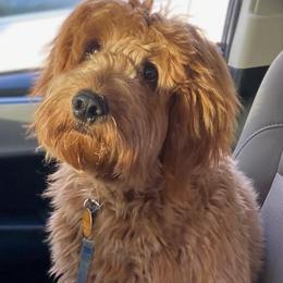 Dana - Goldendoodle