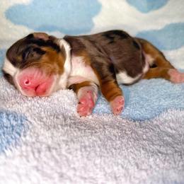 Cobalt - Merle male Cavapoo puppy in Knoxville, Tennessee from Duke’s Forever Doodles