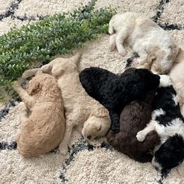 Poodle Puppies from Home of Doodles