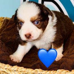 Red Tri blue eyes 1 - Red tri male Toy Australian Shepherd puppy in Oklahoma City, Oklahoma from Faith River Aussies