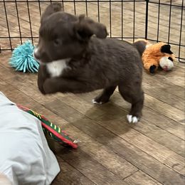 Juniper - Red & white female Australian Shepherd puppy in Waxahachie, Texas from Volks Aussies