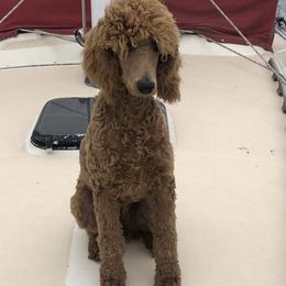 Poodles from Poodle Republic