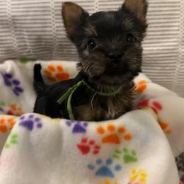 Green Boy - Silver black and tan male Silky Terrier puppy in Trenton, Florida from Pawsibility Silky Terriers