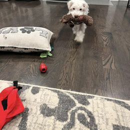 Miniature Schnauzer Puppies from Hume Family Mini Schnauzers