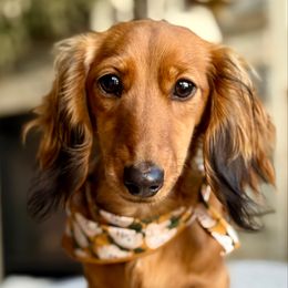 Penne - Dachshund