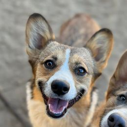 Beth - Pembroke Welsh Corgi
