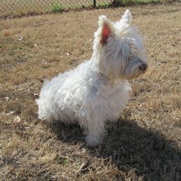 West Highland White Terrier Puppies from Kilmartin Westies