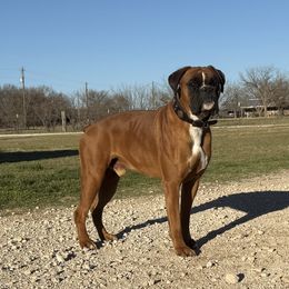 Doc - Boxer