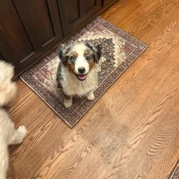 Dahlia - Blue merle female Toy Australian Shepherd puppy in Fairview, Tennessee from Hoffman Forest Acres LLC