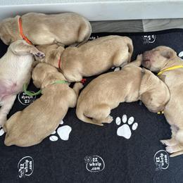 Boy 6 - Golden male Golden Retriever puppy in Modesto, California from Rooster Valley Golden Retrievers