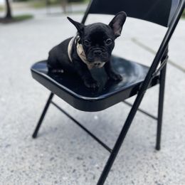 French Bulldog Puppies from Legacy Kennel Club