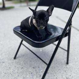 French Bulldog Puppies from Legacy Kennel Club