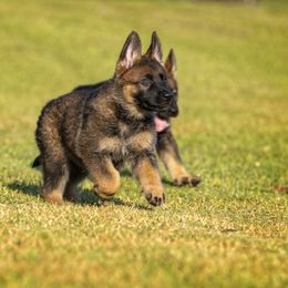 German Shepherd Puppies from Sommerfeld German Shepherds