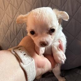 Honey - Cream and white female Chihuahua puppy in Madison, Virginia from KimberGlen Chihuahuas
