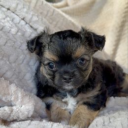 Chuck - Black and tan male Chihuahua puppy in Grass Valley, California from Red Paw Chihuahuas