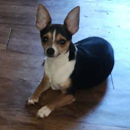 Carter - Chihuahua