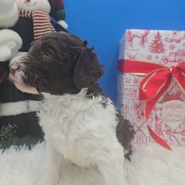 Prancer - Sable male Bernedoodle puppy in Montverde, Florida from Central Florida Bernedoodles