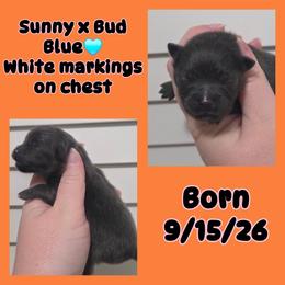 Boy 1 - Blue male Pomeranian puppy in Washington, North Carolina from Grace's Poms🐾💕