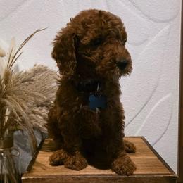 Axel - Red  male Goldendoodle puppy in Bristol, Tennessee from Brasingtondoodles