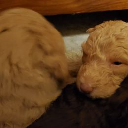 Poodle Puppies from Polly Wally Doodles and Poodles