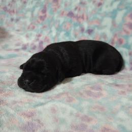 Girl 2 - Black female Cane Corso puppy in Mason City, Illinois from Red Wood Cane Corso