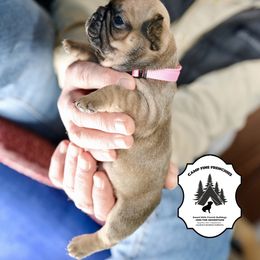 French Bulldog Puppies from Camp Fine Frenchies